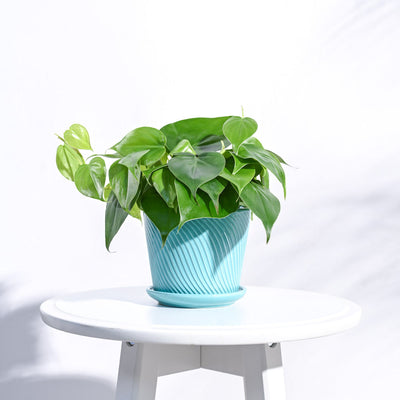 Spiro Ceramic Pot
