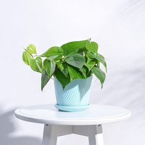 Spiro Ceramic Pot