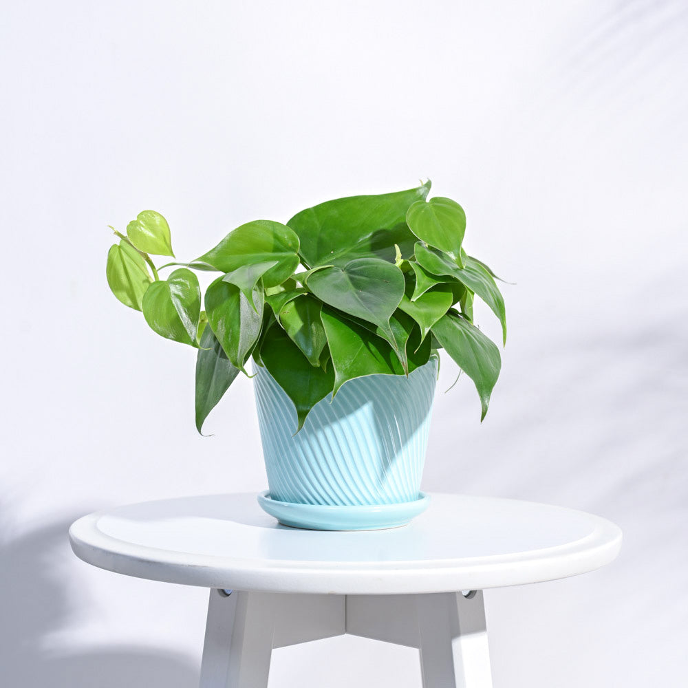 Spiro Ceramic Pot