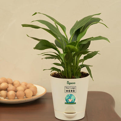 Peace Lily Plant For Environment Day Gifting