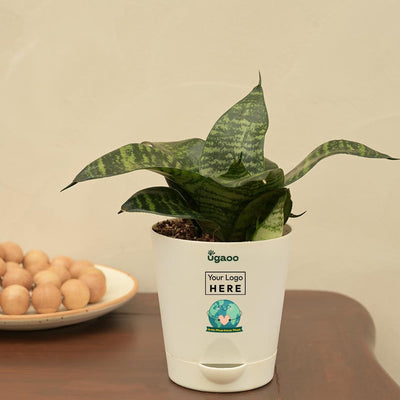 Snake Green Plant For Environment Day Gifting