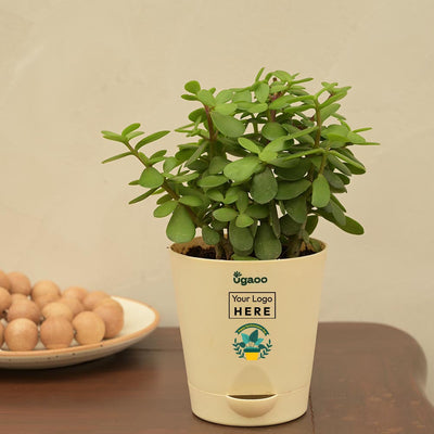 Jade Mini Plant For Environment Day Gifting