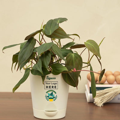 Philodendron Micans Plant For Environment Day Gifting