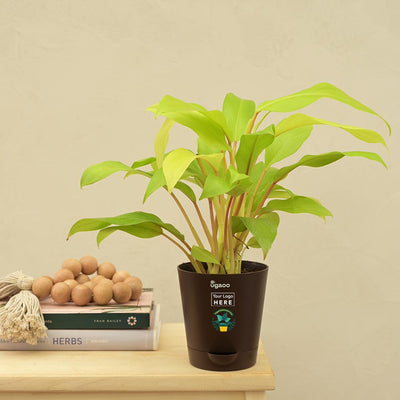 Philodendron Ceylon For Environment Day Gifting