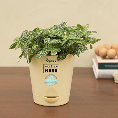 Fittonia Green Plant For Environment Day Gifting