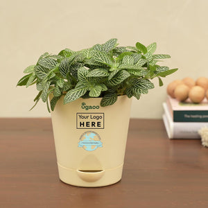 Fittonia Green Plant For Environment Day Gifting