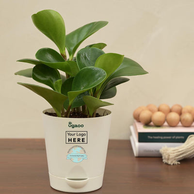 Peperomia Green Plant For Environment Day Gifting