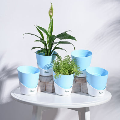 Atlantis Self Watering Planter - 4 Inch (Set of 5)