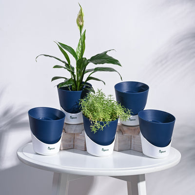 Atlantis Self Watering Planter - 4 Inch (Set of 5)