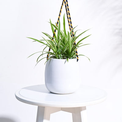 Ladybug Handmade Ceramic Hanging Planter