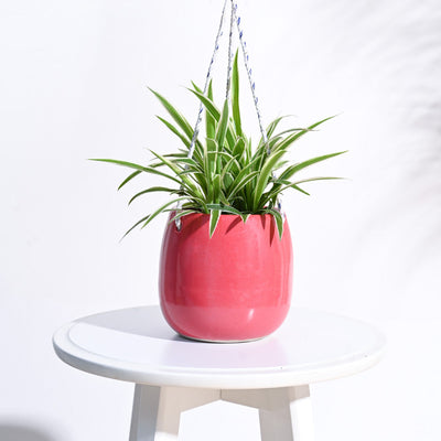 Ladybug Handmade Ceramic Hanging Planter