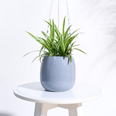 Ladybug Handmade Ceramic Hanging Planter