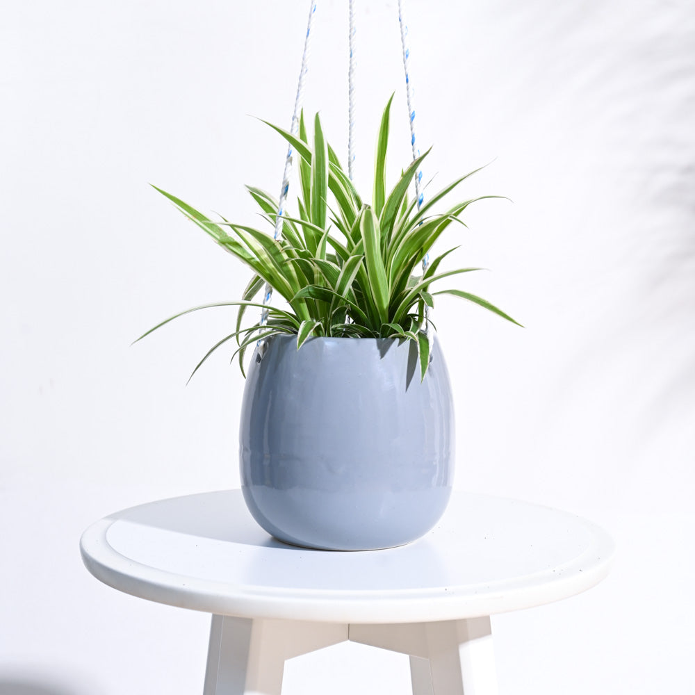 Ladybug Handmade Ceramic Hanging Planter