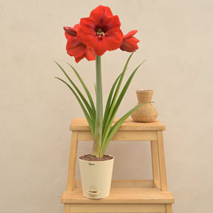 Amaryllis (Amar lily) flower bulb - Red