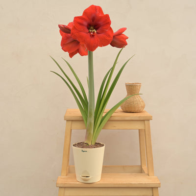 Amaryllis (Amar lily) flower bulb - Red