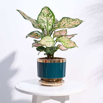 Aurelius Round Ceramic Pot