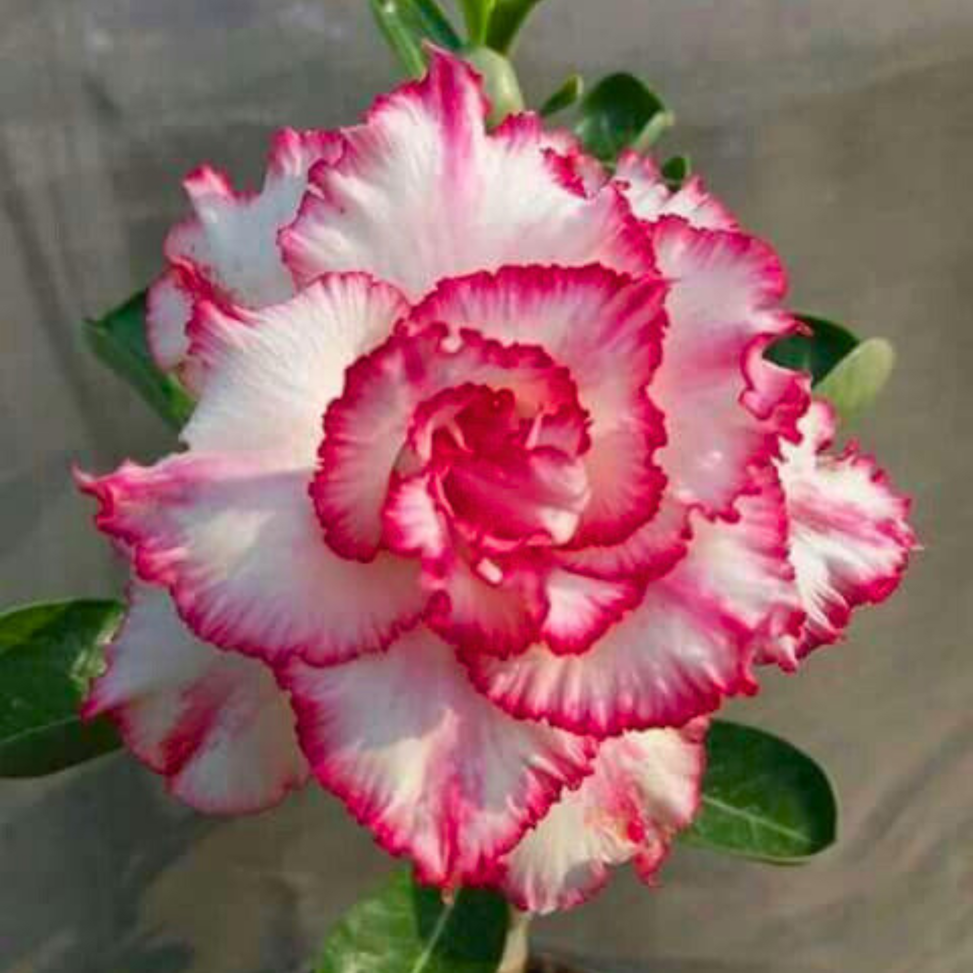 Adenium Rosy 343 Flowering Live Plant