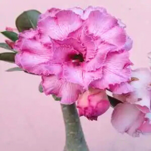 Adenium Rosy 432 Flowering Live Plant