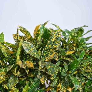 Lemon Twisted Netted