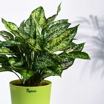 Aglaonema Snow White Plant