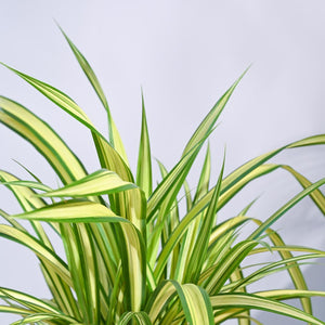 Pandanus Plant