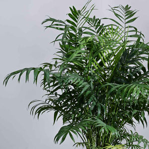 Bamboo Palm XL