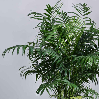 Bamboo Palm XL
