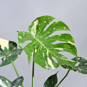 Monstera Thai Constellation XL