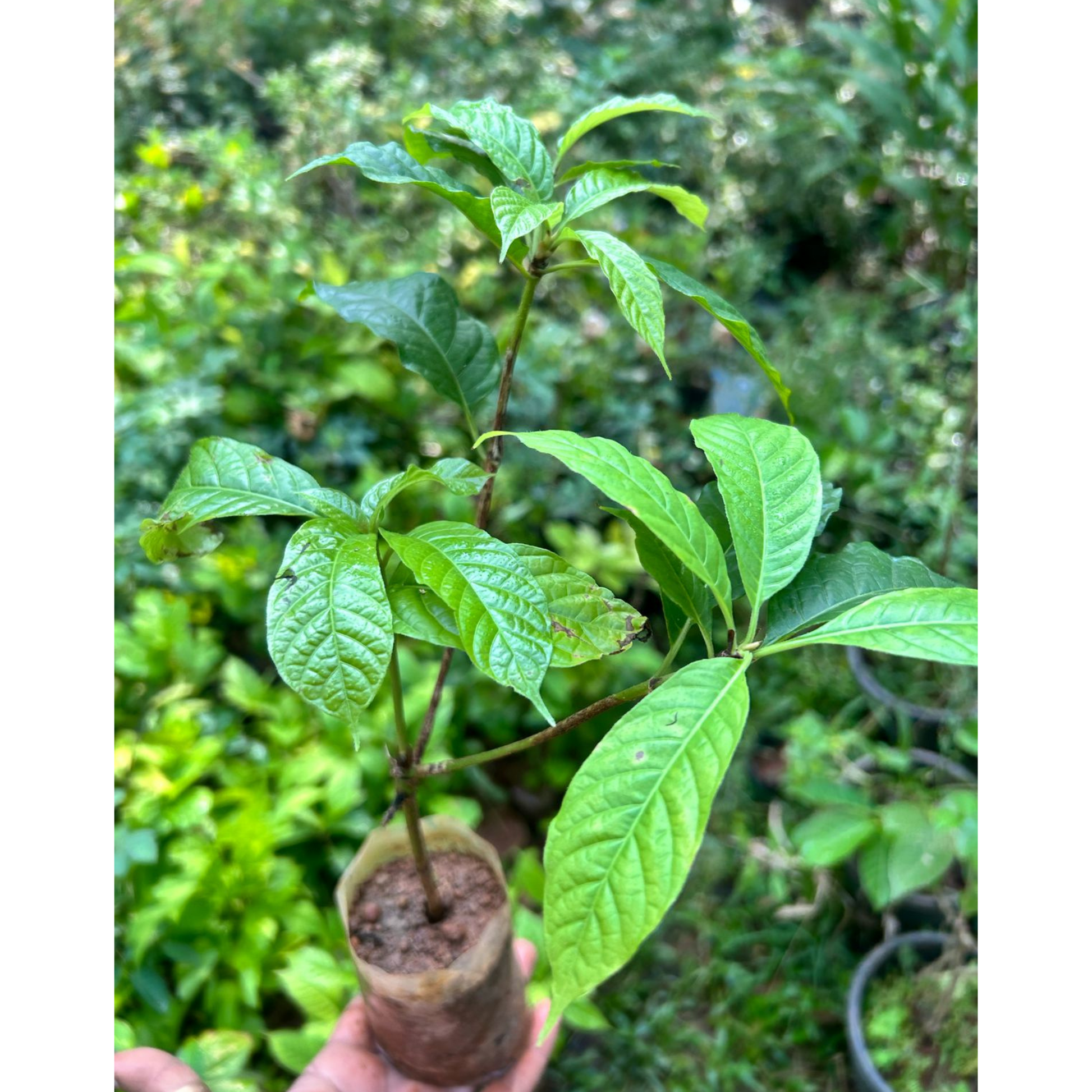 African Tree Gardenia (Euclinia longiflora) Flowering Live Plant