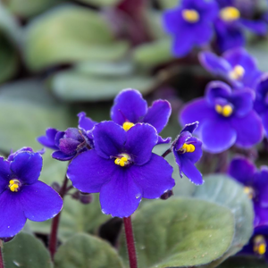 African Violet Blue Indoor Flowering Live Plant
