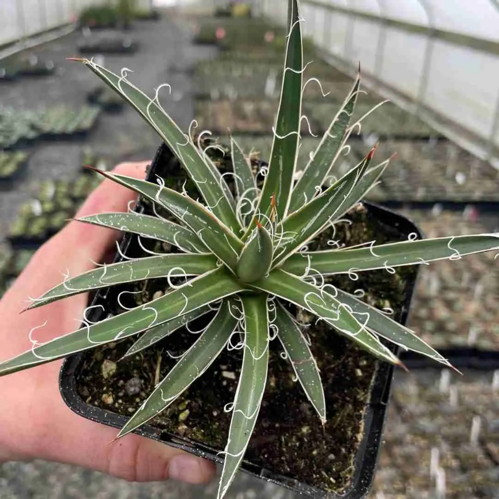 Agave Leopoldii Succulent Live Plant