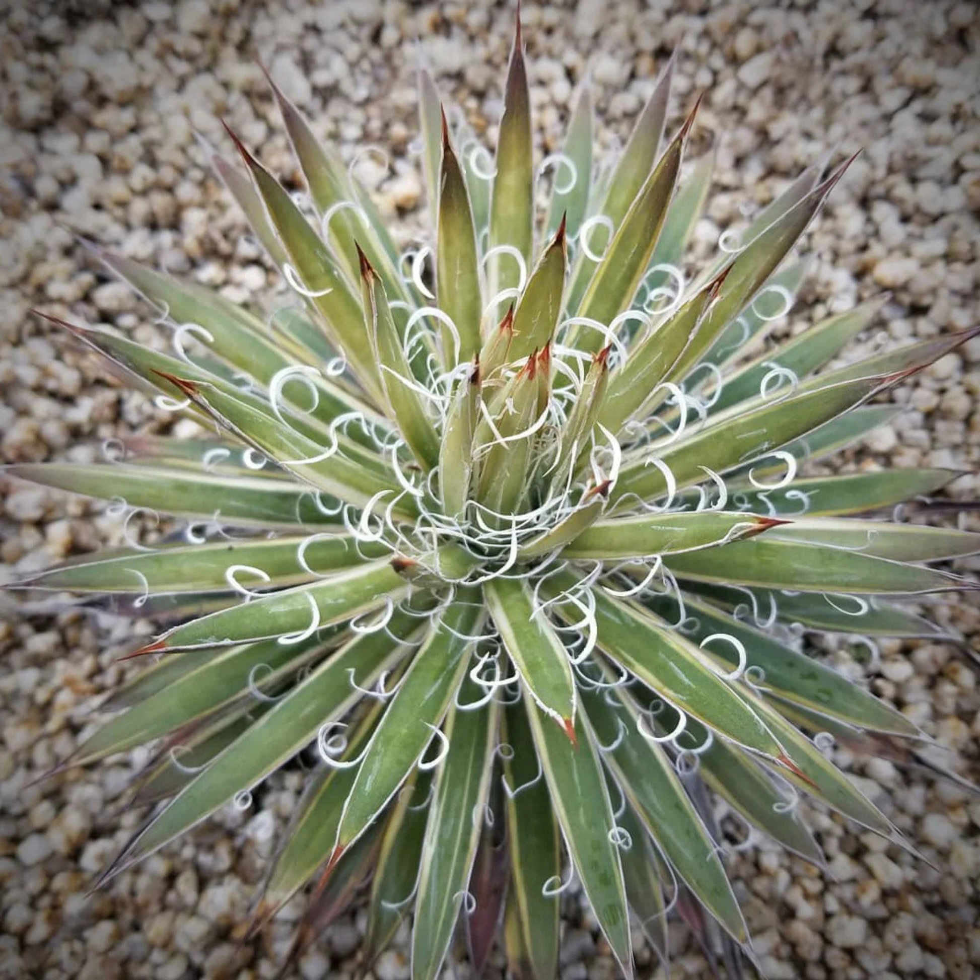Agave Leopoldii Succulent Live Plant