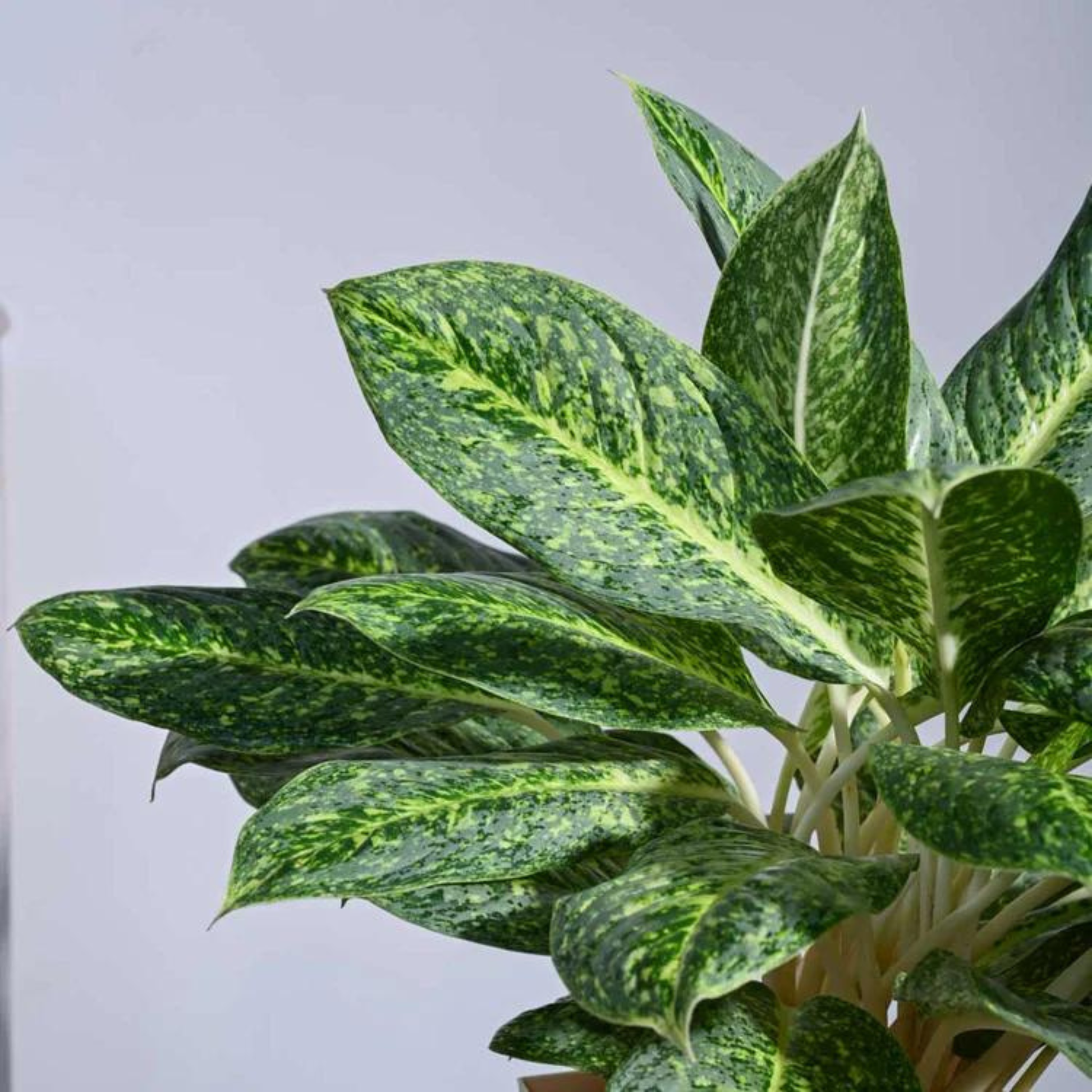 aglaonema butterfly AglaonemaButterflyIndoor_OutdoorLivePlant-Seed2Plant-1.png?v=1747482688&width=1946