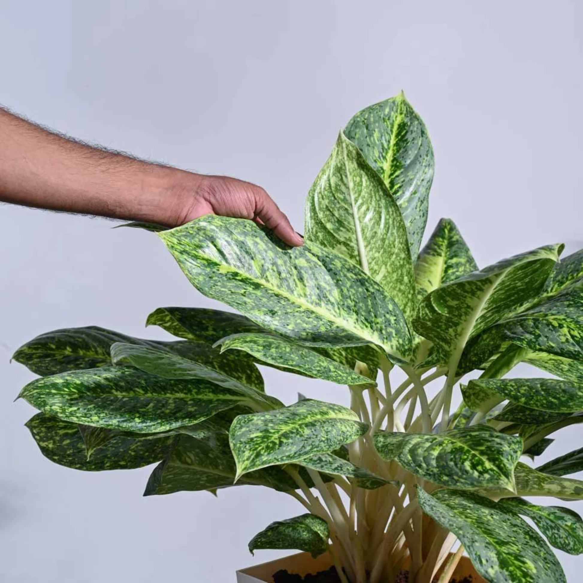 AglaonemaButterflyIndoor_OutdoorLivePlant-Seed2Plant-2.png?v=1747482688&width=1946