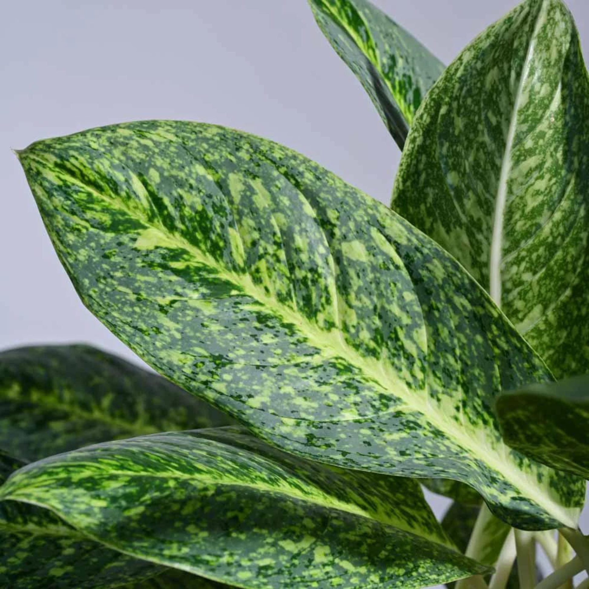 AglaonemaButterflyIndoor_OutdoorLivePlant-Seed2Plant-3.png?v=1747482688&width=1946