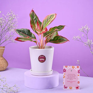 Aglaonema Red in Ceramic Pot Women's Day Gift