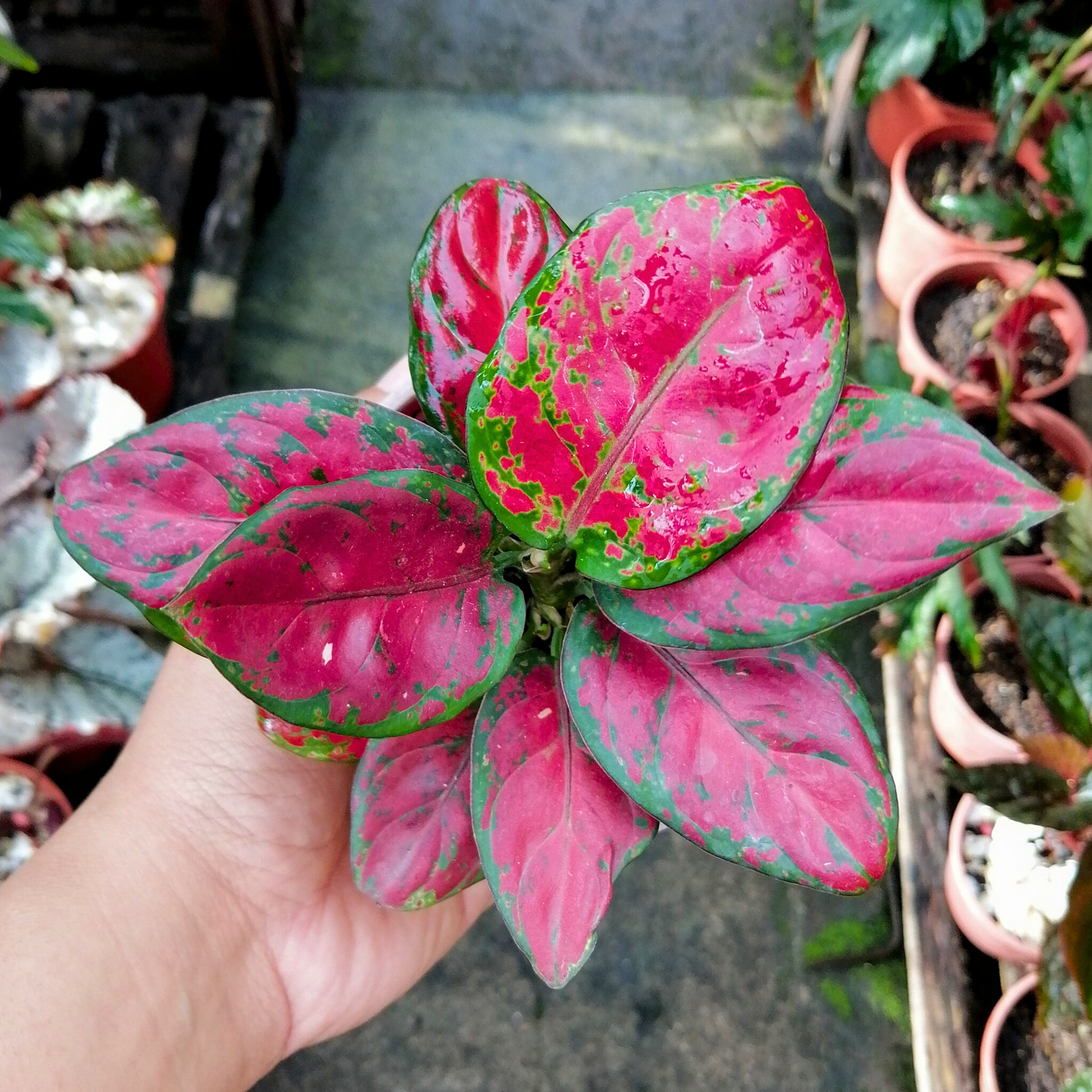 Aglaonema Red Wine Indoor/Outdoor Live Plant