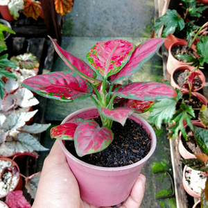 Aglaonema Red Wine Indoor/Outdoor Live Plant