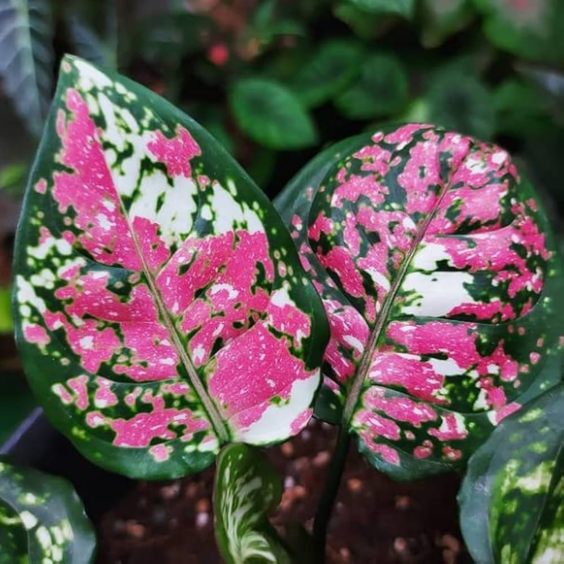 Aglaonema Tricolor Indoor/Outdoor Live Plant