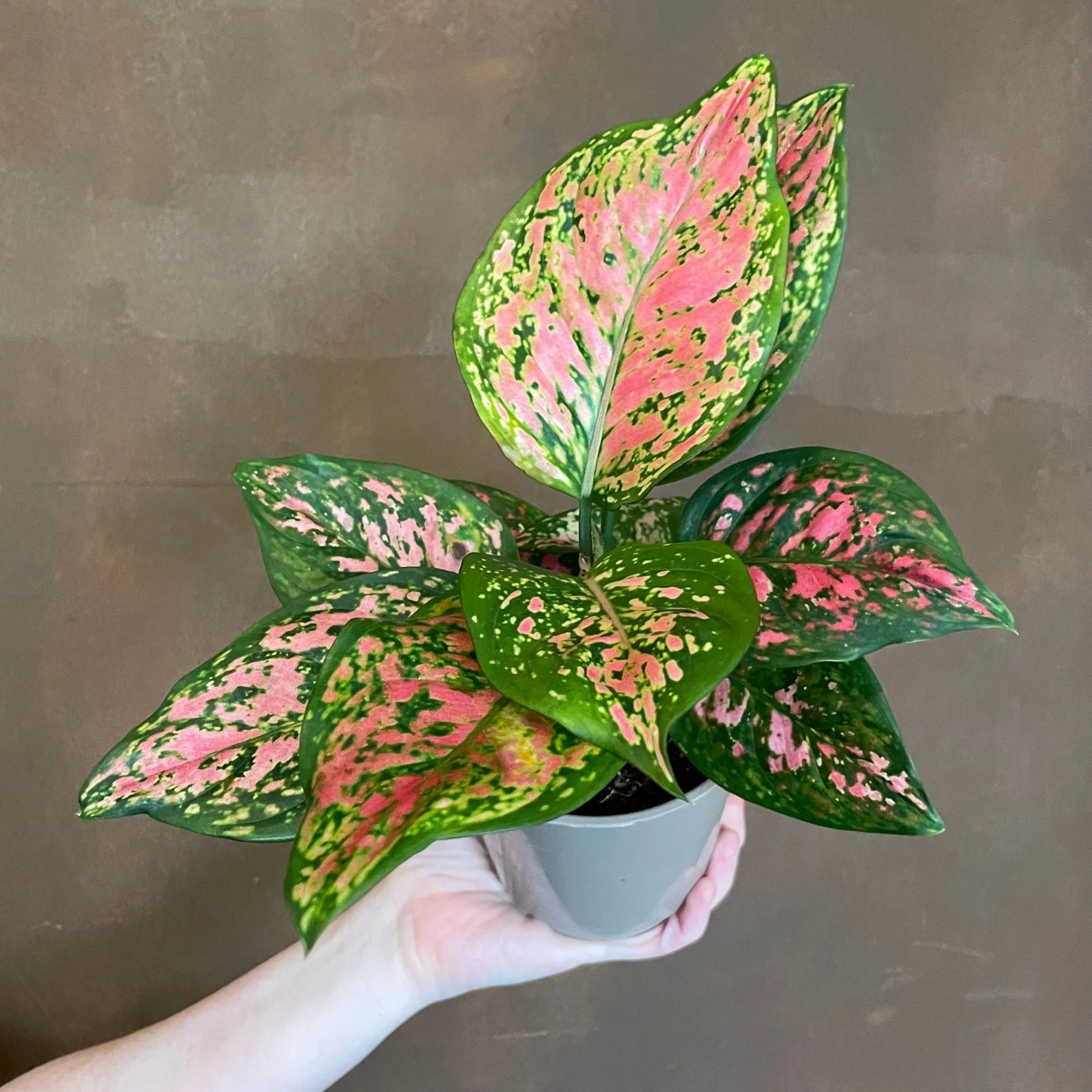 Aglaonema Tricolor Indoor/Outdoor Live Plant
