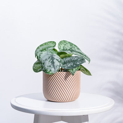 Oblique Elegance Wooden Pot