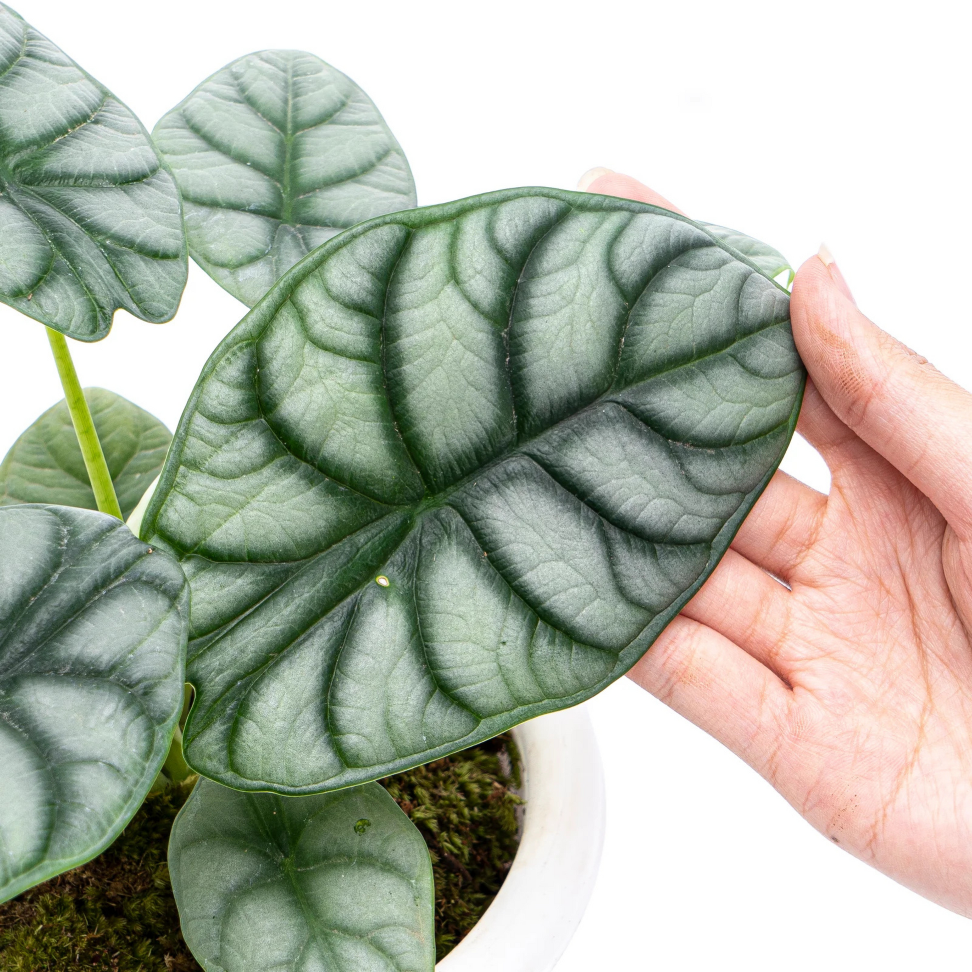 Alocasia Silver Dragon Big Indoor / Outdoor Live Plant
