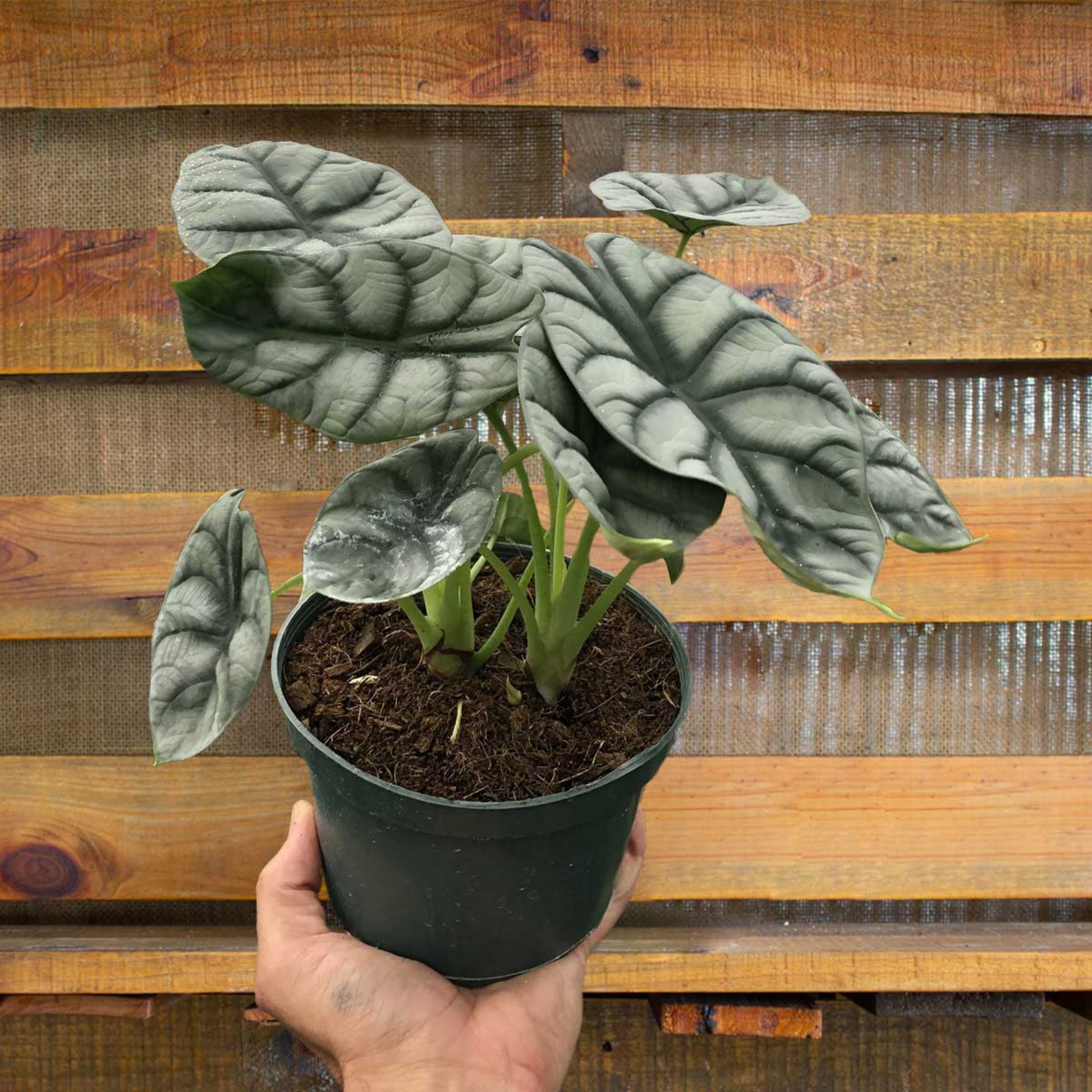 Alocasia Silver Dragon Big Indoor / Outdoor Live Plant