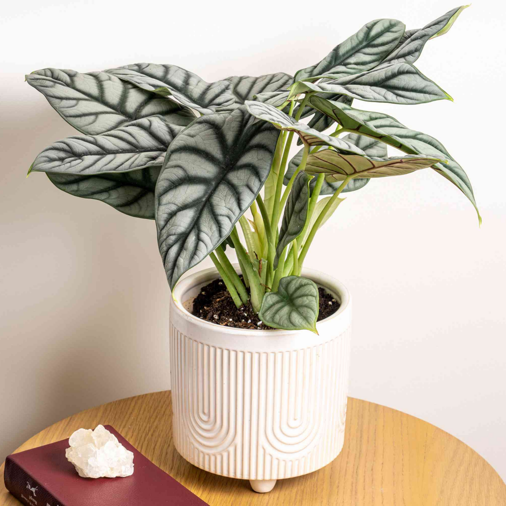 Alocasia Silver Dragon Big Indoor / Outdoor Live Plant