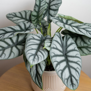 Alocasia Silver Dragon Big Indoor / Outdoor Live Plant