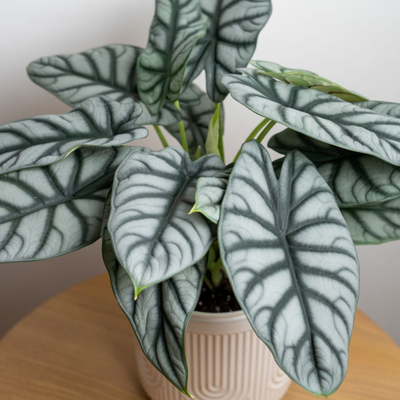 Alocasia Silver Dragon Big Indoor / Outdoor Live Plant