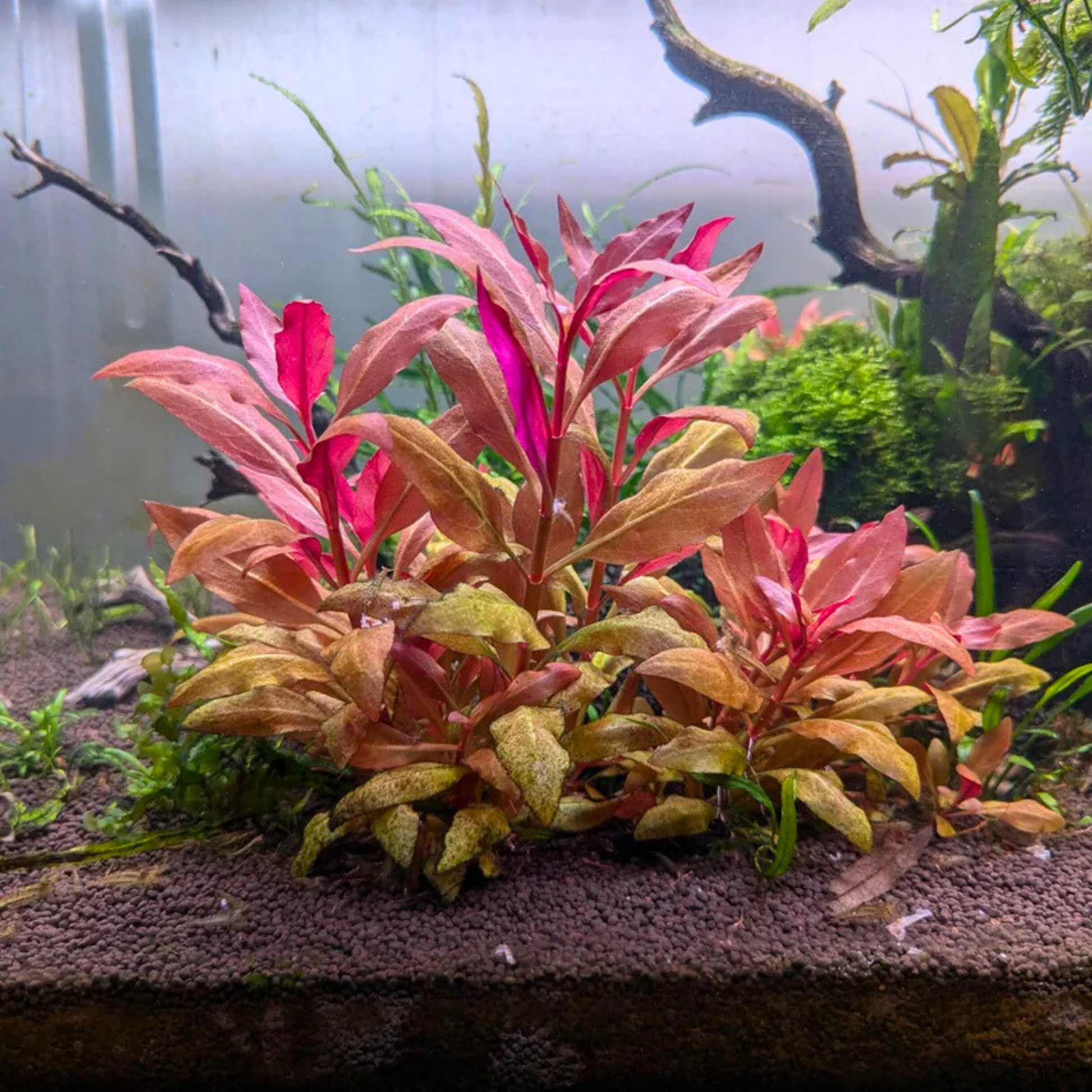 Alternanthera Reineckii Aquarium Live Plant