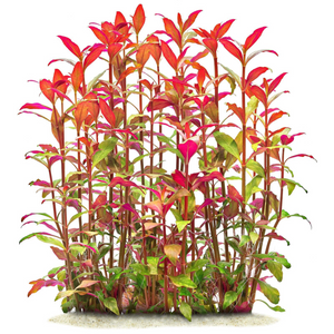 Alternanthera Reineckii Aquarium Live Plant