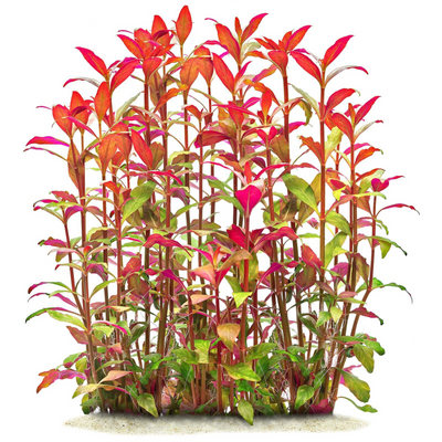 Alternanthera Reineckii Aquarium Live Plant