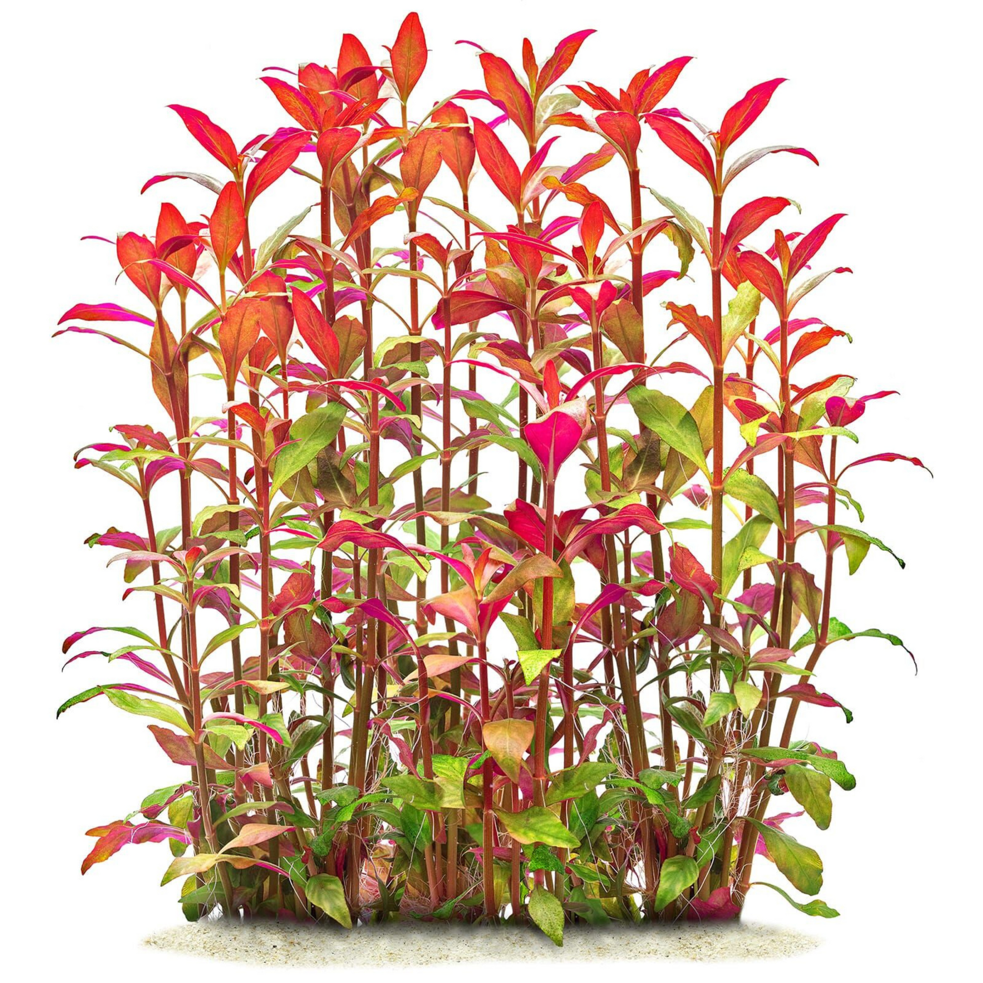 Alternanthera Reineckii Aquarium Live Plant